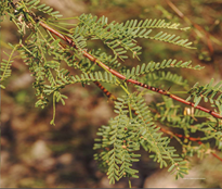 Frutos Autóctonos El Algarrobo Negro. – Cocina Del Uruguay